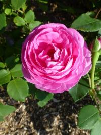 Růže 'Louise Odier' (Rosa)