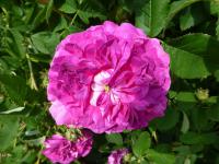 Růže galská 'Belle de Crecy'