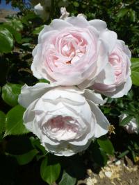 Růže 'Herzogin Christiana' - Mnohokvěté růže