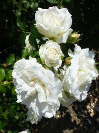 Rosa    'Kosmos'  róża kwiaty