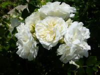 Rosa     'Kosmos'  róża kwiaty