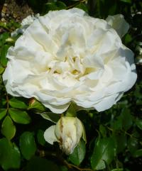 Rosa      'Kosmos'  róża kwiaty