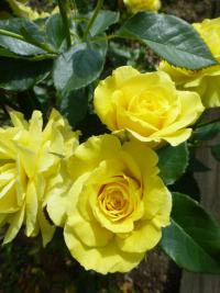 Rosa   'Friesia'  róża roślina