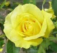 Rosa          'Friesia'  róża kwiaty