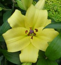 Lilie 'Eldoret' - OT Hybridy