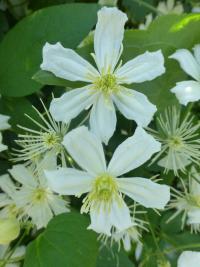 Plamének mandžuský (Clematis mandshurica)