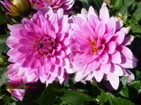 Dahlia 'Phoenix' dalia kwiaty Dahlia 'Phoenix' dalia kwiaty