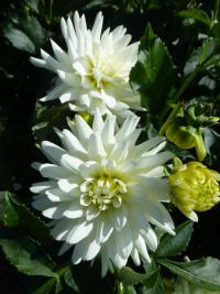 Dahlia 'Spica' dalia kwiaty Dahlia 'Spica' dalia kwiaty