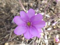 Jaterník podléška 'Rosea' (Hepatica nobilis)