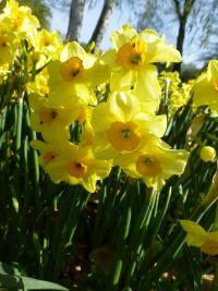 Narcis 'Golden Dawn' - Tazetta narcisy