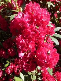 Rhododendron    'Nicoline'  azalia wielkokwiatowa kwiaty