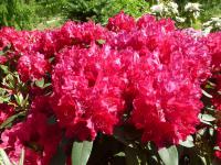 Rhododendron   'Nicoline'  azalia wielkokwiatowa kwiaty