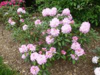 Pěnišník výborný 'Seestadt Bremerhaven' (Rhododendron insigne)