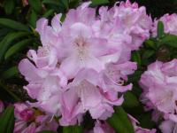 Pěnišník výborný 'Seestadt Bremerhaven' (Rhododendron insigne)