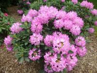 Pěnišník výborný 'Roselyn' (Rhododendron insigne)