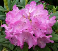 Pěnišník výborný 'Roselyn' (Rhododendron insigne)