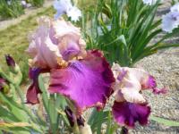 Kosatec 'Burgermeister' - Vysoké bradaté kosatce