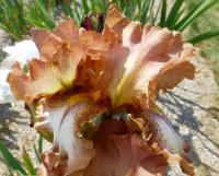 Iris barbata   'Wild Ginger'  Kosaciec bródkowy kwiaty