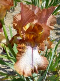 Iris barbata     'Wild Ginger'  Kosaciec bródkowy kwiaty