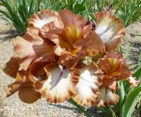 Iris barbata    'Wild Ginger'  Kosaciec bródkowy kwiaty