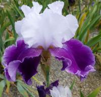 Iris barbata     'Gay Parasol'  Kosaciec bródkowy kwiaty