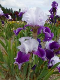 Iris barbata 'Gay Parasol'  Kosaciec bródkowy roślina
