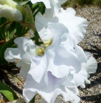 Kosatec 'Cup Race' - Vysoké bradaté kosatce