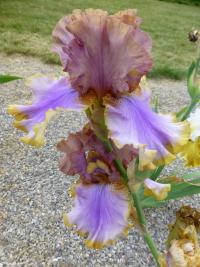 Iris barbata 'Bratislava'  Kosaciec bródkowy kwiaty