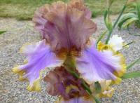 Iris barbata    'Bratislava'  Kosaciec bródkowy kwiaty