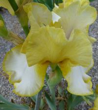 Iris barbata   'Debby Rairdon'  Kosaciec bródkowy kwiaty