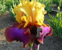 Iris barbata     'Gala Madrid'  Kosaciec bródkowy kwiaty