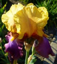 Iris barbata  'Gala Madrid'  Kosaciec bródkowy kwiaty