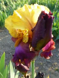 Iris barbata    'Gala Madrid'  Kosaciec bródkowy kwiaty