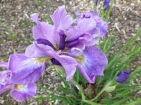 Iris sibirica   'Having Fun'  kosaciec syberyjski kwiaty