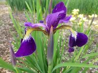 Iris sibirica  'Wojewoda'  kosaciec syberyjski kwiaty