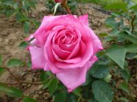 Rosa  'Ballet'  róża kwiaty