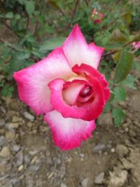 Rosa   'Jaltinskij Suvenir'  róża kwiaty