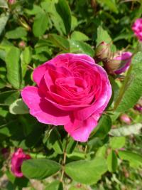 Rosa   'Rose du Roi'  róża kwiaty