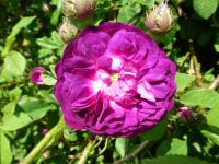 Rosa      'Cardinal de Richelieu'  róża kwiaty