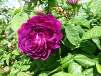 Rosa   'Cardinal de Richelieu'  róża roślina