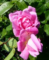 Růže 'Mary Rose' - Velkokvěté růže (Rosa)