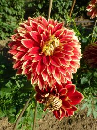 Dahlia   'Dutch Carnaval'  dalia kwiaty