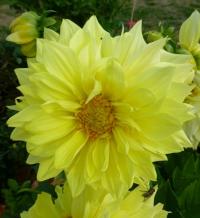 Dahlia      'Wanda's Capella'  dalia kwiaty