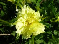 Dahlia   'Wanda's Capella'  dalia kwiaty