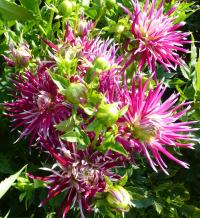 Dahlia 'Hollyhill Spiderwoman' dalia kwiaty Dahlia 'Hollyhill Spiderwoman' dalia kwiaty