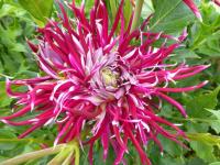 Dahlia 'Hollyhill Spiderwoman' dalia kwiaty Dahlia 'Hollyhill Spiderwoman' dalia kwiaty