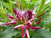 Dahlia 'Hollyhill Spiderwoman' dalia kwiaty Dahlia 'Hollyhill Spiderwoman' dalia kwiaty