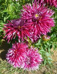 Dahlia  'Normandy Wild Willie' - dalia