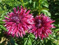Dahlia  'Normandy Wild Willie'  dalia kwiaty