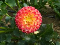 Dahlia    'Kasasagi'  dalia kwiaty